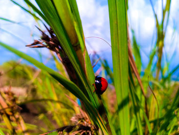 Close-up of ladybug on plant