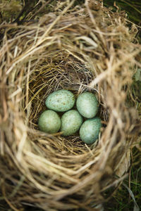 Green eggs in nest