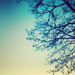 Low angle view of trees against clear sky