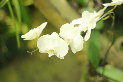 Close-up of white flowering plant