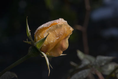 Close-up of flower