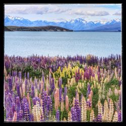 Purple flowers growing in field