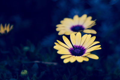 Close-up of yellow flower blooming outdoors