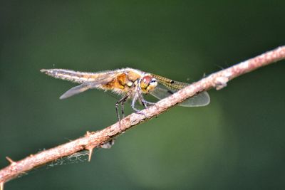 Close-up of insect on twig