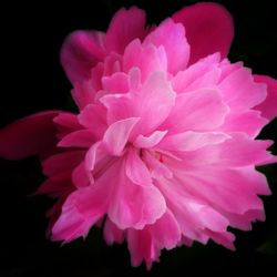 Close-up of pink flower over black background