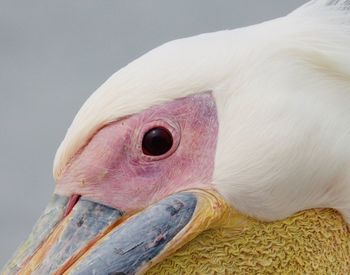 Close-up of a pelican head