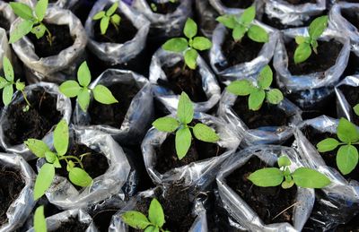 Full frame shot of plants growing outdoors