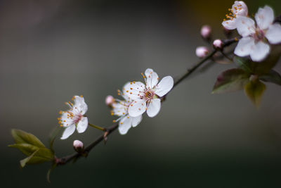 Close-up of apple blossoms in spring