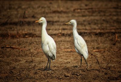 View of birds on land