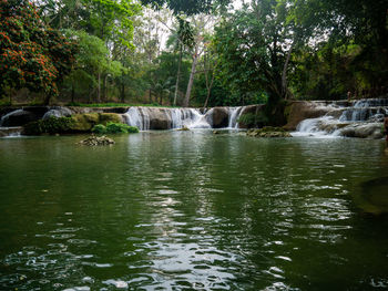 Scenic view of river flowing in forest