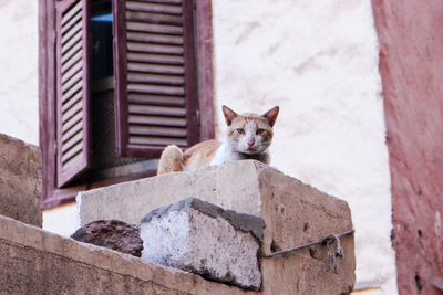 Portrait of cat sitting on brick wall