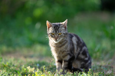 Portrait of tabby cat on field