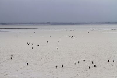 Flock of fishers on beach