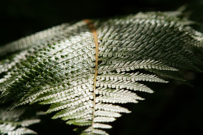 Close-up of plant leaves