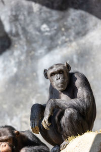 Chimpanzee looking at the camera