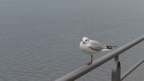 Seagull stay on the coast, gull isolated