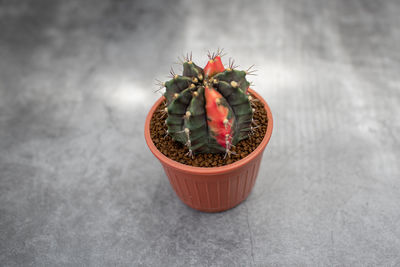 High angle view of succulent plant on table