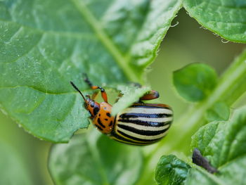 Close-up of ladybug on leaf