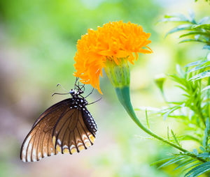 Close-up of butterfly pollinating on flower