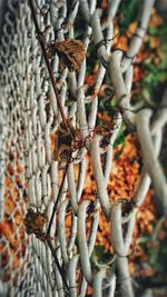 Close-up of plants growing on tree trunk