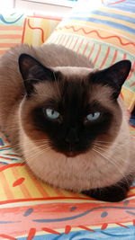 Close-up portrait of cat on bed at home