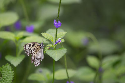 Close-up of butterfly on purple flower