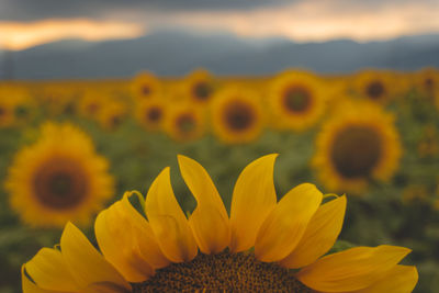 Close-up of yellow flower against orange sky
