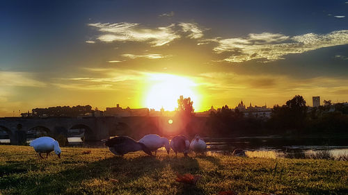 Horses against sky during sunset