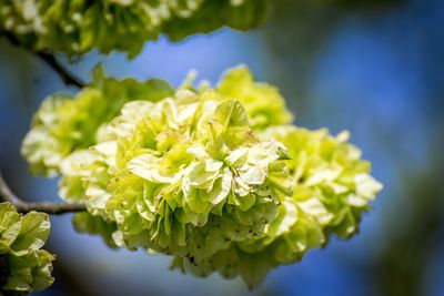 Close-up of yellow flowers blooming outdoors