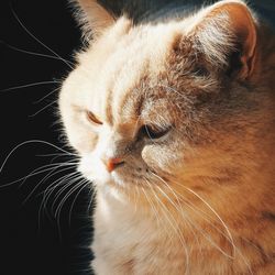 Close-up of cat with eyes closed