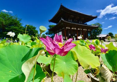 Close-up of pink flowering plants against sky