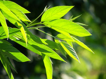 Close-up of leaves