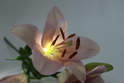 Close-up of flower blooming outdoors