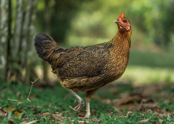 Rooster on field