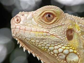 Close-up of a lizard