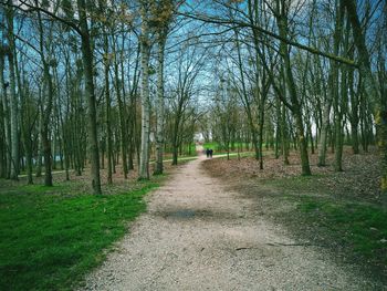 View of bare trees in forest