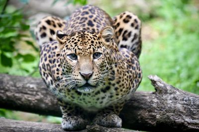 Beautiful sri lankan leopard sitting 