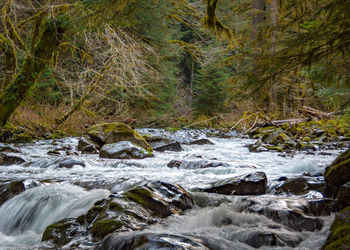 River flowing through rocks in forest