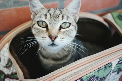 Close-up portrait of cat