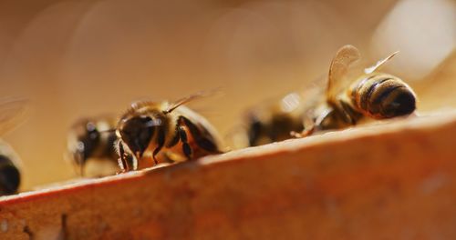 Close-up of bumblebee