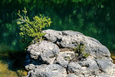 Close-up of plant by lake in forest