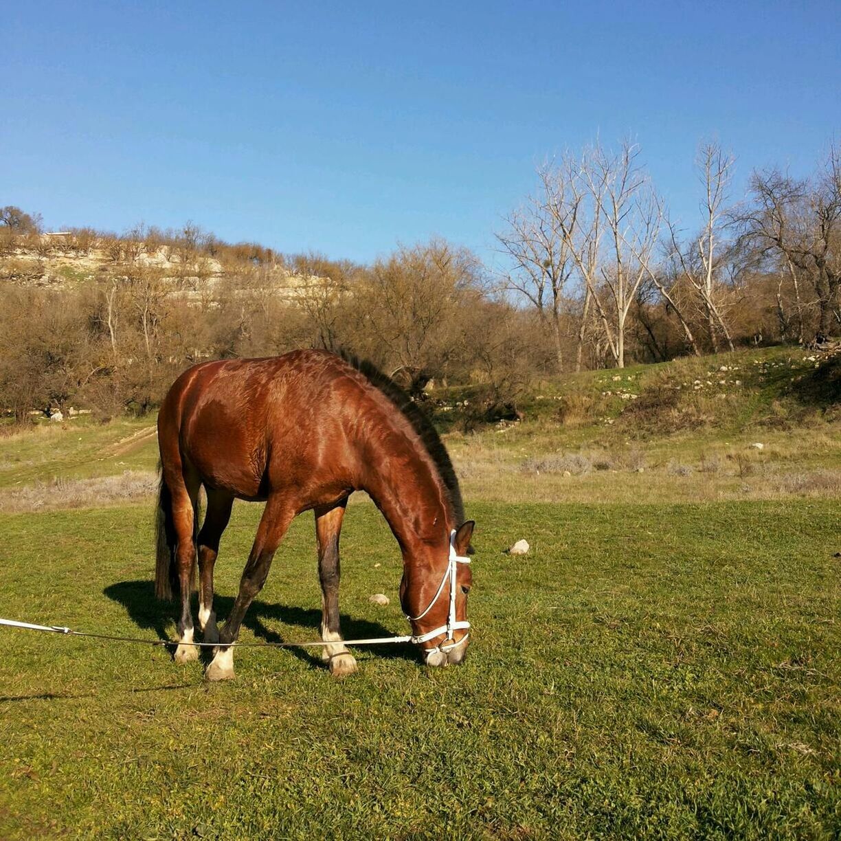 animal themes, domestic animals, grass, mammal, horse, clear sky, one animal, field, livestock, grassy, herbivorous, side view, full length, landscape, tree, grazing, nature, standing, sunlight, two animals