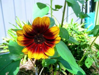 Close-up of flower blooming outdoors