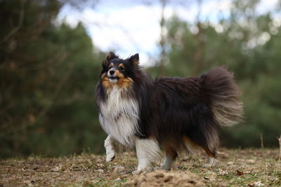 Dog running on field, sheltie 