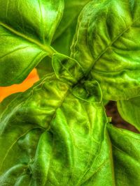 Full frame shot of green leaves