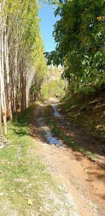 Dirt road along trees and plants