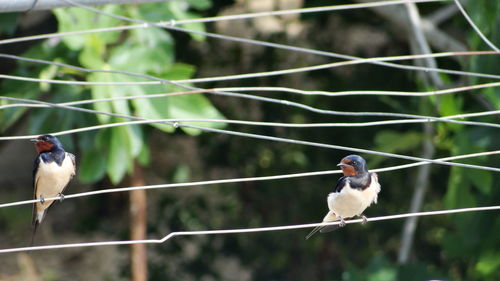 Birds perching on tree