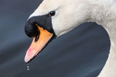 Close-up of bird