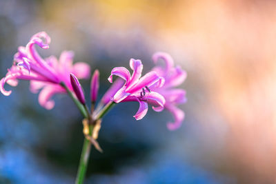 Close-up of pink flowering plant