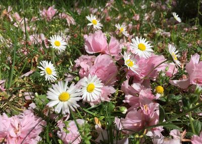 Close-up of pink flowering plants on field